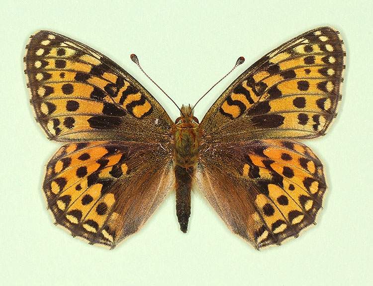 Argynnis aglaja female (aberrant form nov) (Internet Image property of respective owner, non-commercial use only)